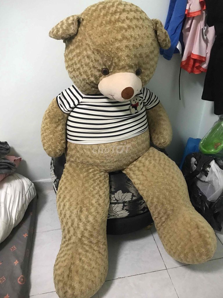 Gấu Teddy - 1m60 mới 90%
