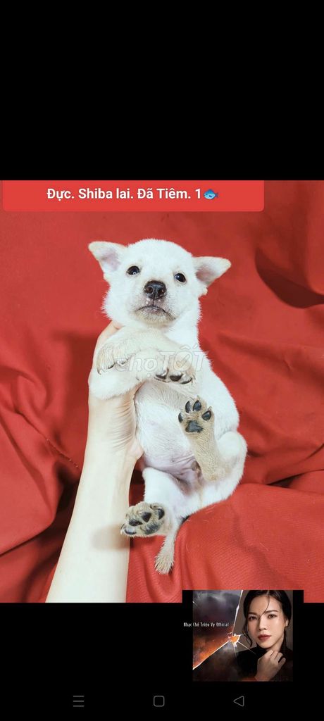 Chó Shiba lai đực trắng đã tiêm. Mua bán Chó tại Huyện Hóc Môn Tp Hồ Chí Minh được đăng bởi fb NH Táo bán điện thoại và chó mèo có ship hình 1