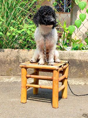 Chó Poodle Đen trắng