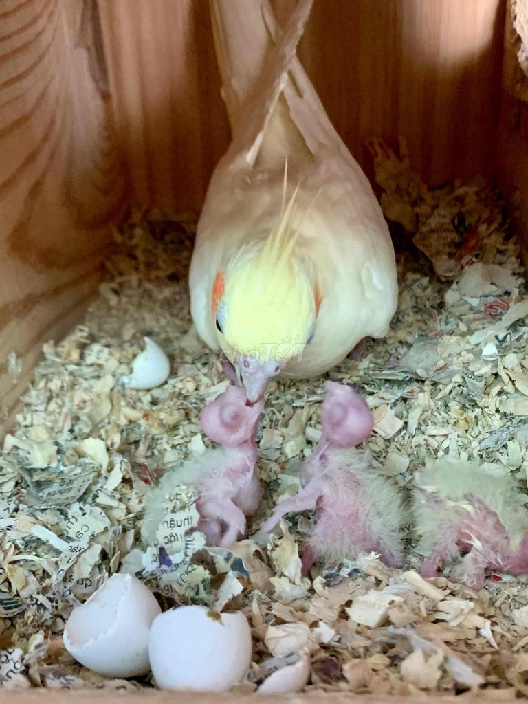 Baby Cockatiel 1 tuần tuổi - Có tặng kèm bột chăm. Mua bán Chim tại Quận Gò Vấp Tp Hồ Chí Minh được đăng bởi Pets nuôi Làm Cảnh hình 1