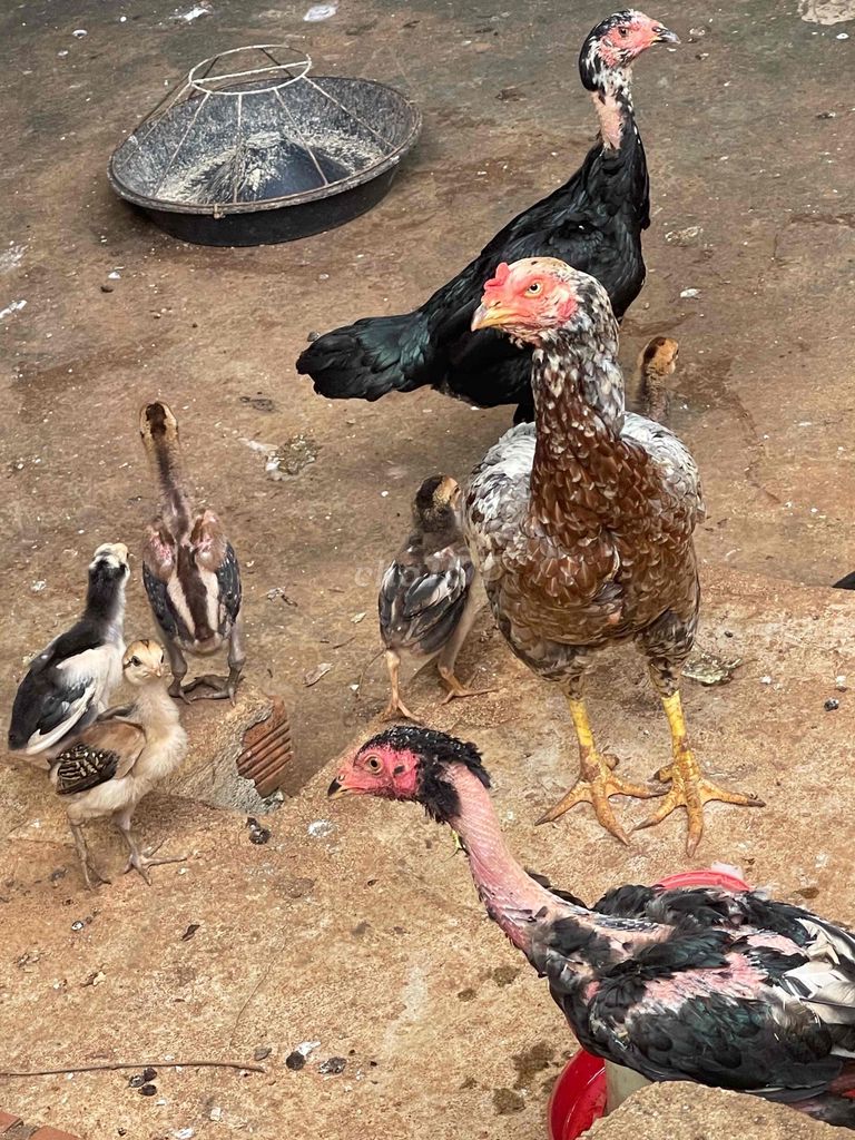 Gà giống mái hơn 1kg đa sắc. Mua bán Gà tại Thành phố Buôn Ma Thuột Đắk Lắk được đăng bởi Lê Xuân Thịnh hình 1