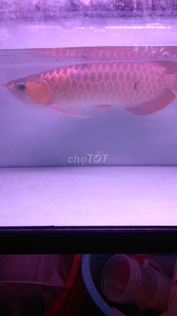 Cá Rồng Huyết 54cm Đỏ. Mua bán Thú cưng khác tại Quận Bình Tân Tp Hồ Chí Minh được đăng bởi gia gia hình 1