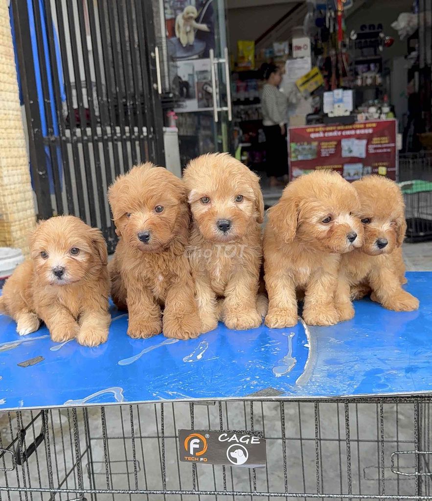 Chó Poodle Nâu mơ thuần chủng. Mua bán Chó tại Quận Liên Chiểu Đà Nẵng được đăng bởi Pet House hình 1