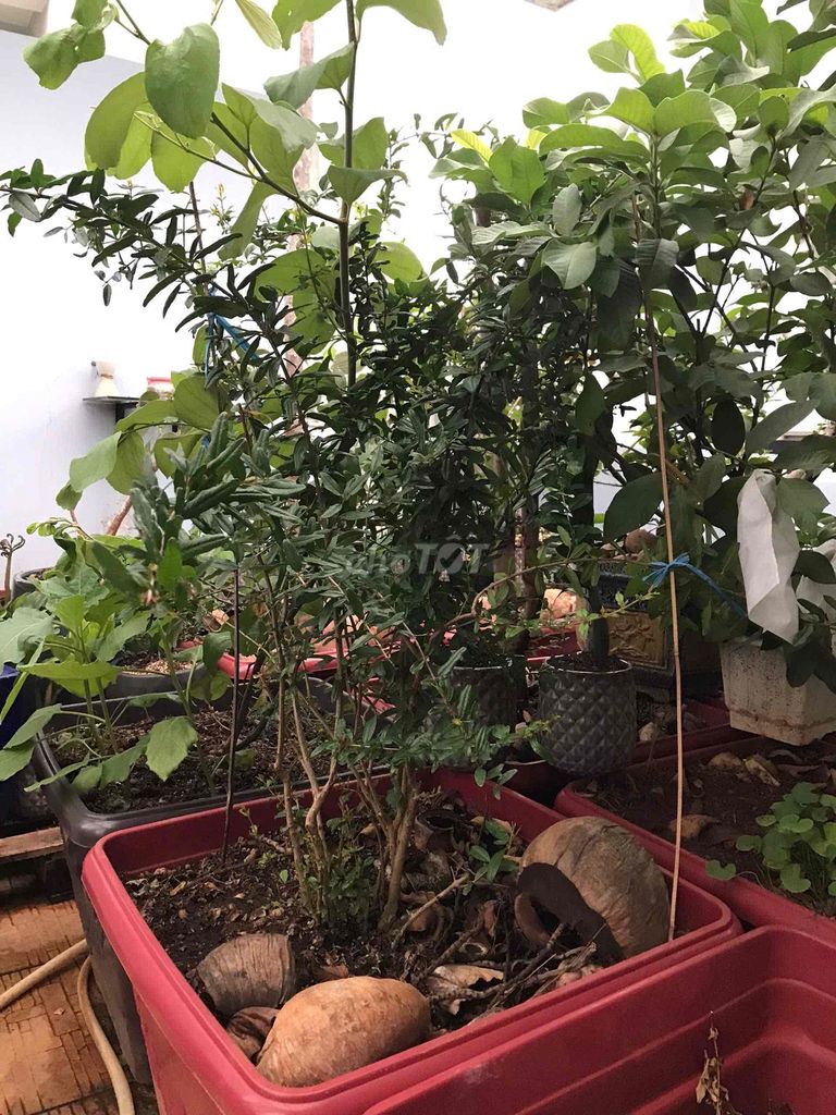 Cây lựu Ấn Độ khoẻ, đang bông. Mua bán Cây cảnh, đồ trang trí tại Quận Tân Bình Tp Hồ Chí Minh được đăng bởi Danh My hình 1