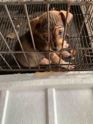 Chó Phốc lai nhỏ , giống cái. Mua bán Chó tại Quận Hải Châu Đà Nẵng được đăng bởi Bàng Nguyễn 