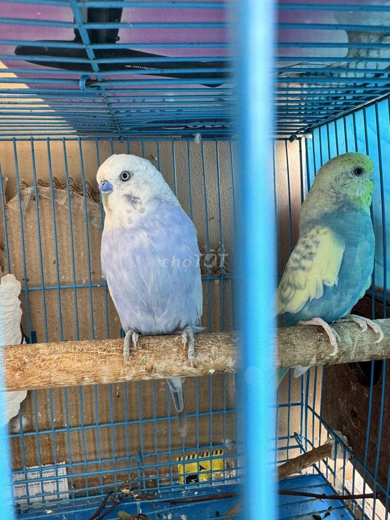 Chim Yến Phụng Mái Vàng, xanh tím. Mua bán Chim tại Quận 7 Tp Hồ Chí Minh được đăng bởi Đăng Minh hình 1