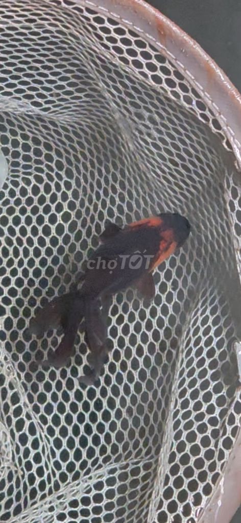 Cá vàng Oranda tam thể 2-3 ngón. Mua bán Thú cưng khác tại Thị xã Tân Uyên Bình Dương được đăng bởi Hung Xuan hình 1