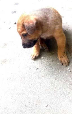 Chó cỏ,biết bắt chuột,giữ nhà,làm thú cưng,rat tot