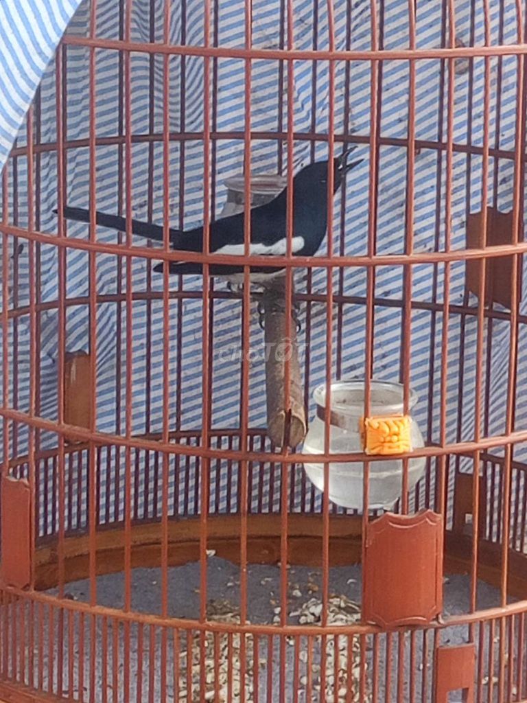 thân trống to bẩy sáng. Mua bán Chim tại Huyện Bình Chánh Tp Hồ Chí Minh được đăng bởi Kim thuỷ hình 1