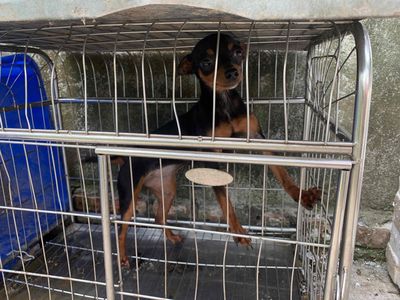 Chó Fox cái 3kg Đen nâu