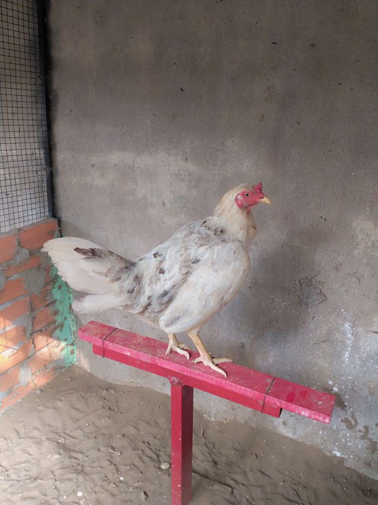 Gà Bướm Tơ vẩy phủ địa lớn ký. Mua bán Gà tại Huyện Củ Chi Tp Hồ Chí Minh được đăng bởi Ròm hình 1