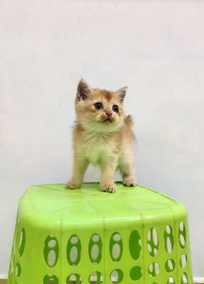 Mèo Golden 2 tháng tìm chậu mới.. Mua bán Mèo tại Quận Bình Thạnh Tp Hồ Chí Minh được đăng bởi Lộc Nguyễn hình 1