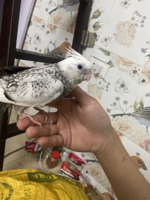 Chim Cockatiel peal Trắng xám