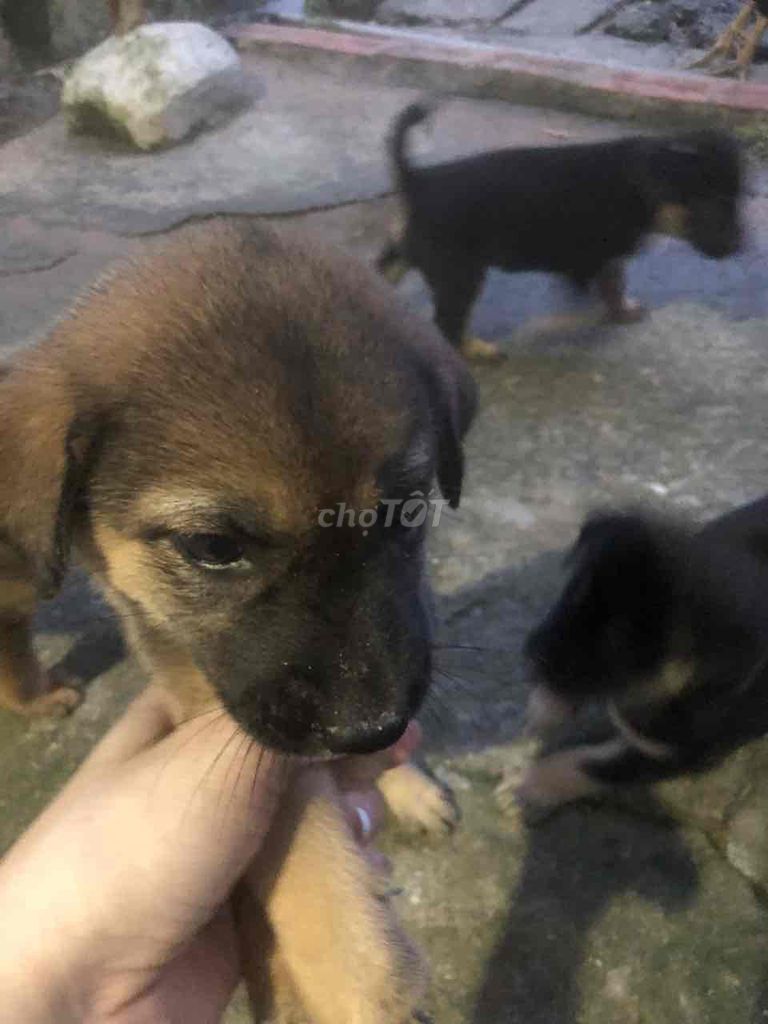 cần rã đàn cún gần 2 tháng tuổi. Mua bán Chó tại Huyện Bàu Bàng Bình Dương được đăng bởi Trà My Nguyễn hình 5