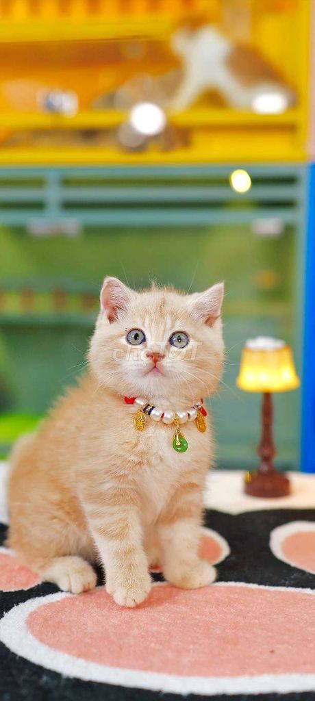 Mèo cảnh MISTHY HOUSE Nhiều giống giá từ 2tr. Mua bán Mèo tại Thành phố Thủ Đức Tp Hồ Chí Minh được đăng bởi Âu Minh Huy hình 1