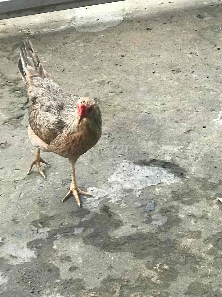 Gà tre mái nâu xám đã đẻ 2 lứa. Mua bán Gà tại Huyện Bình Chánh Tp Hồ Chí Minh được đăng bởi Vương hình 1