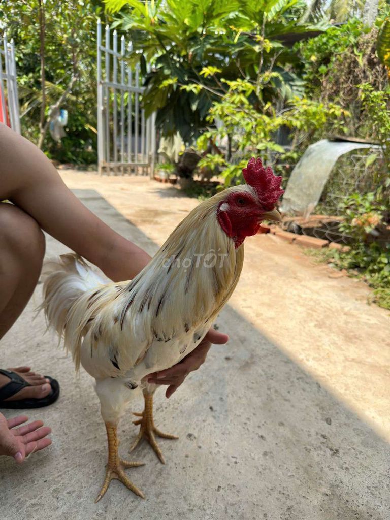 Gà chọi Trắng trên 3kg Bướm. Mua bán Gà tại Quận Thốt Nốt Cần Thơ được đăng bởi kem joyday hình 1