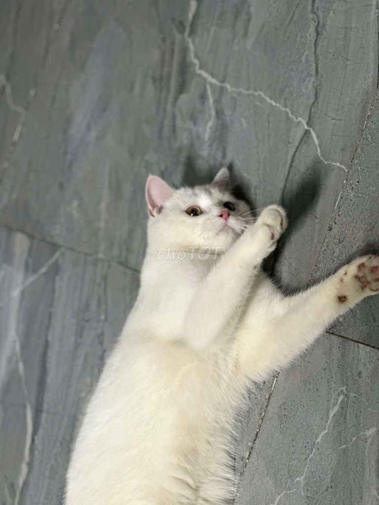 Mèo aln thuần chủng, trắng, đực, 2 màu mắt. Mua bán Mèo tại Quận 11 Tp Hồ Chí Minh được đăng bởi Thái Đức Huy hình 2