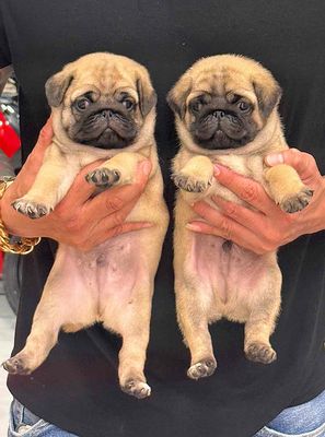 chó pug dòng chân ngắn