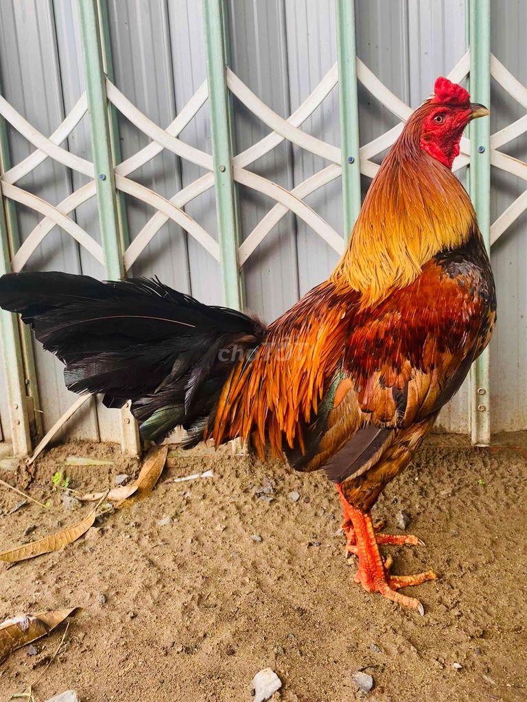 Gà trống Vàng điểm 3kg chân vuông máng sói. Mua bán Gà tại Quận Cái Răng Cần Thơ được đăng bởi chicken heniken hình 1