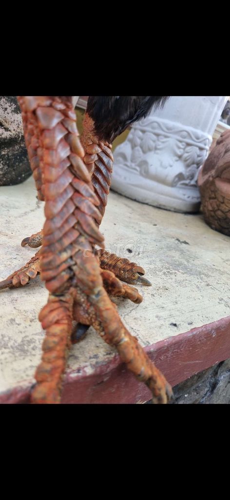Điều xanh vảy rồng 2 cựa đen. Mua bán Gà tại Thành phố Tân An Long An được đăng bởi Nguyễn Khánh  hình 1