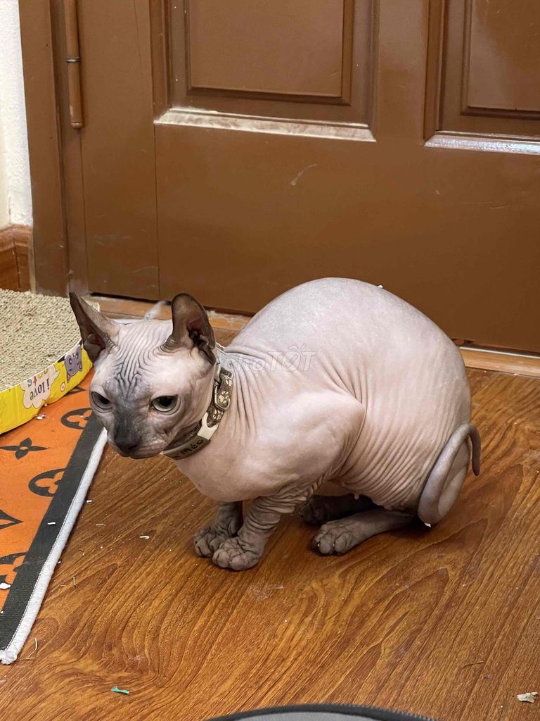 2 bé mèo sphynx cá siêu hạt rẻ