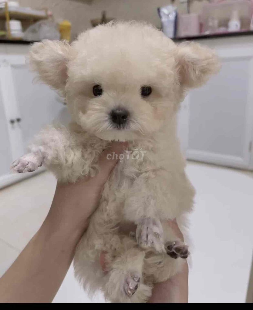 Pom Thái mini siêu xịn. Poodle teacup tai bím