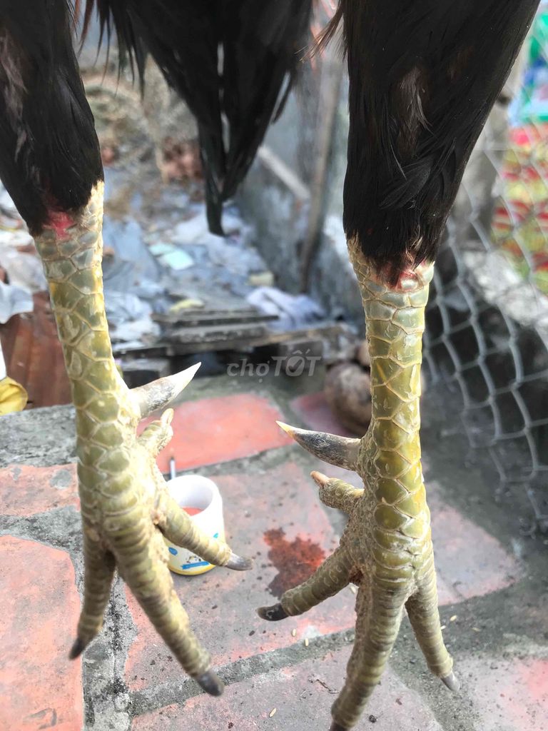 tim Gà tre 1.6kg Đen Đực. Mua bán Gà tại Quận Ô Môn Cần Thơ được đăng bởi chicken hình 1