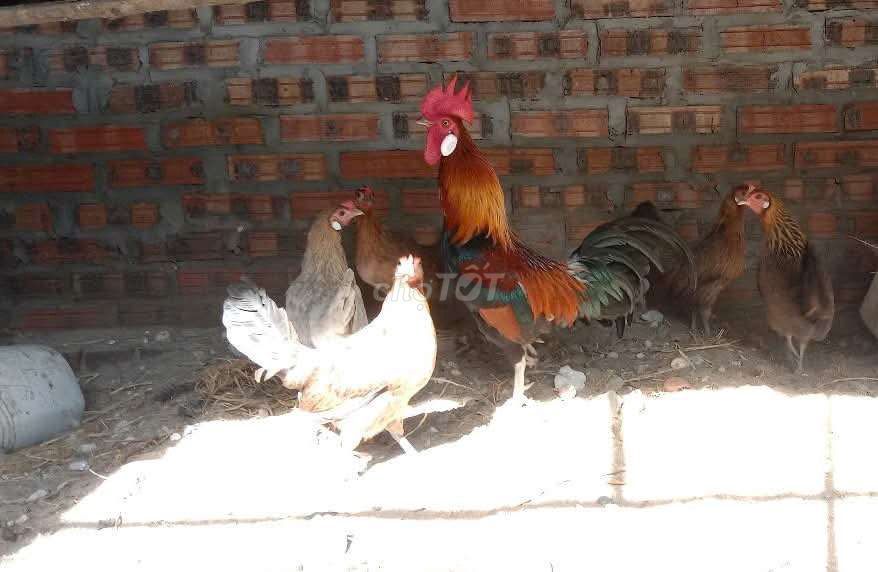 Gà tre đa sắc cả hai. Mua bán Gà tại Quận Long Biên Hà Nội được đăng bởi tổng kho gia dụng  hình 1