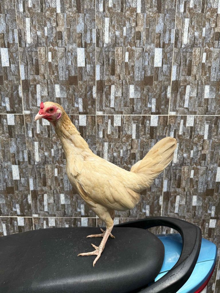 Assil simon. Mua bán Gà tại Quận 8 Tp Hồ Chí Minh được đăng bởi Tấn Sang hình 1