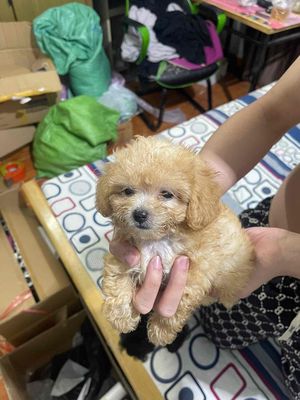 poodle teacup