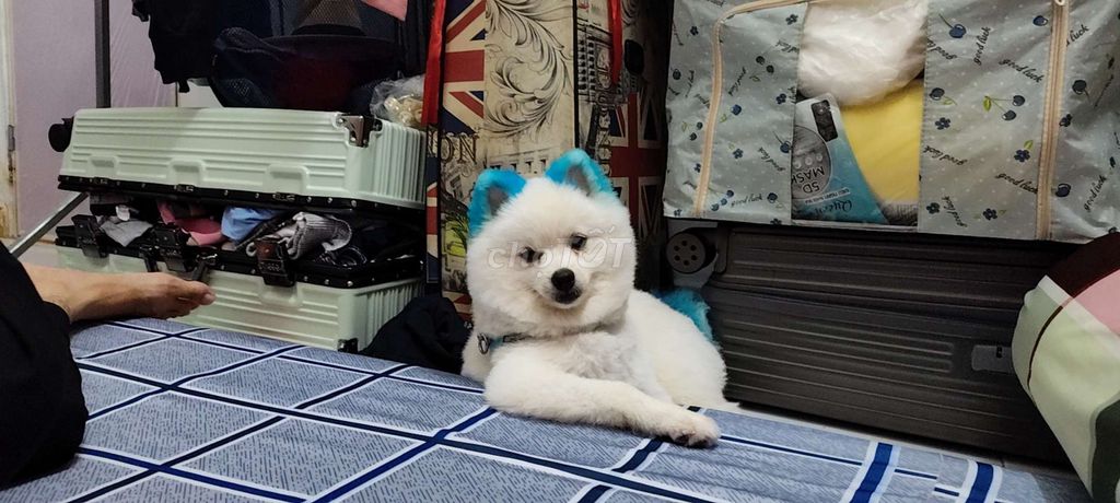 Cần bán lại em nay. Mua bán Chó tại Quận 1 Tp Hồ Chí Minh được đăng bởi Nam Trần hình 3