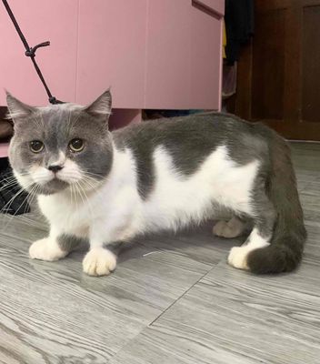 Mèo Munchkin Chân Lùn Bicolor Đầu Tròn Thuần. Mua bán Mèo tại Quận Gò Vấp Tp Hồ Chí Minh được đăng bởi Xe tự lái