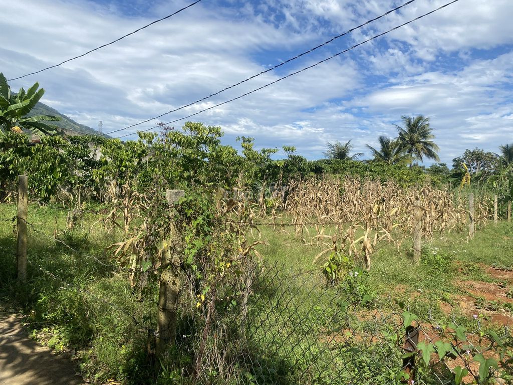 bán 1000m đất vườn caphe6
