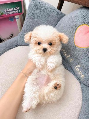 Chó Poodle Tiny Teacup Đà Nẵng