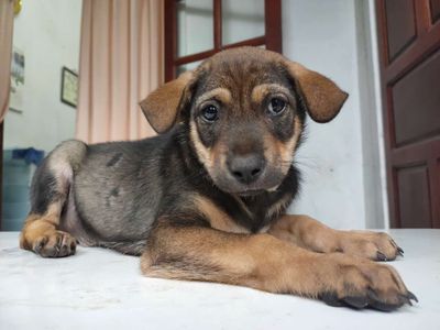 Chó Phú Quốc con dễ thương