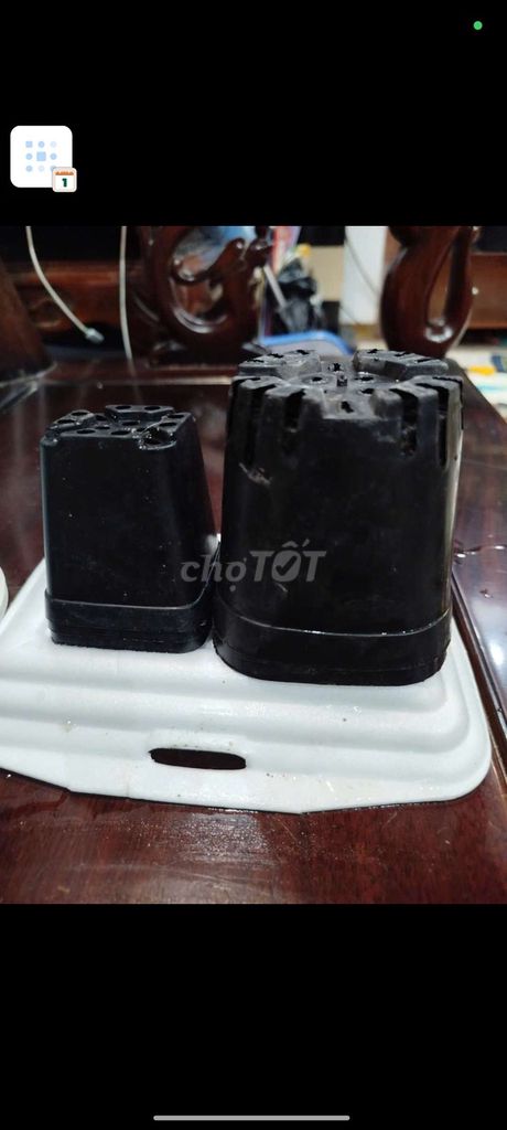 Chậu nhựa trồng cây Đen. Mua bán Cây cảnh, đồ trang trí tại Quận Hoàng Mai Hà Nội được đăng bởi Nguyễn Minh Thoa hình 1