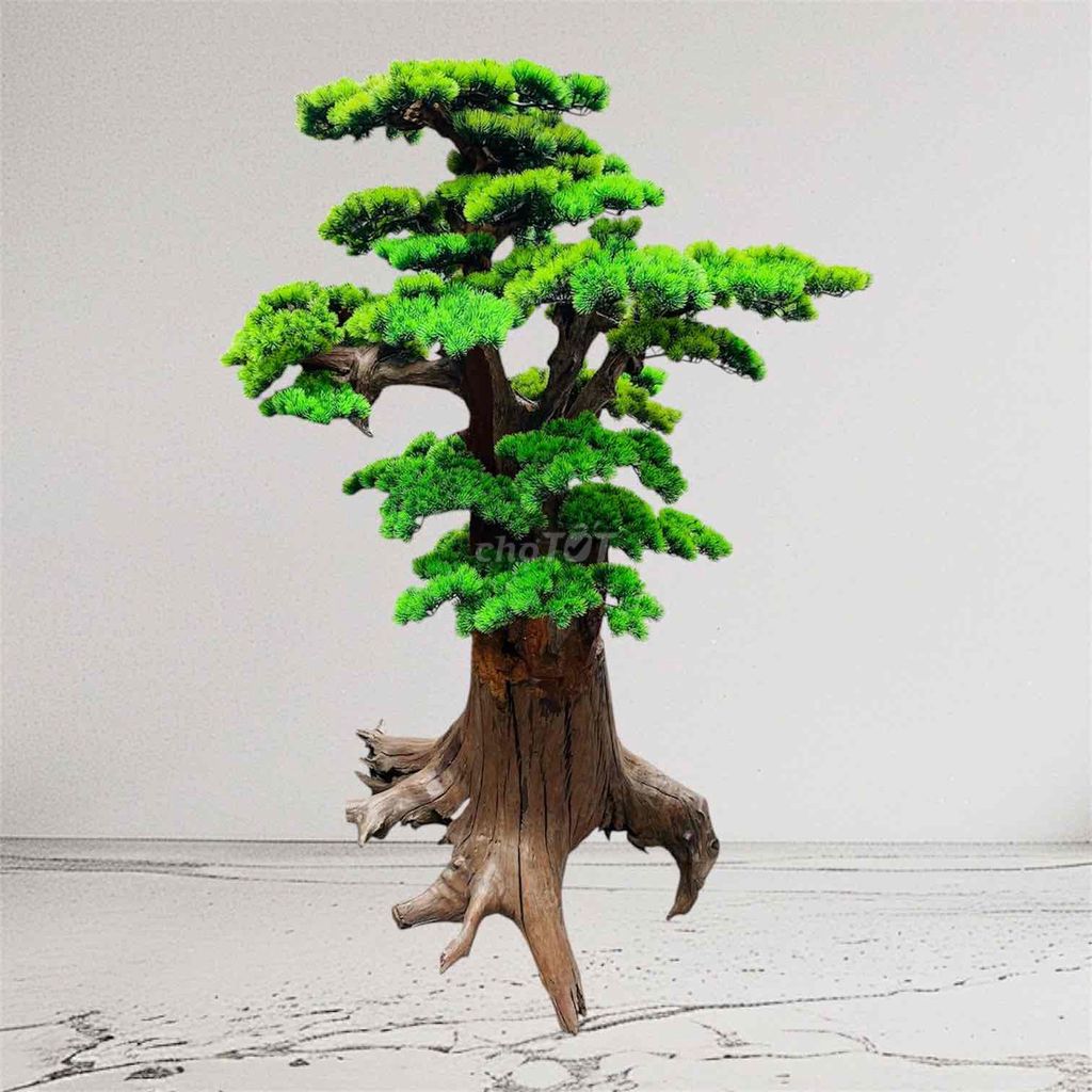 Cây tùng thân gỗ lá giả decor nhà cửa. Mua bán Cây cảnh, đồ trang trí tại Quận Bình Thạnh Tp Hồ Chí Minh được đăng bởi LED MOTO hình 1