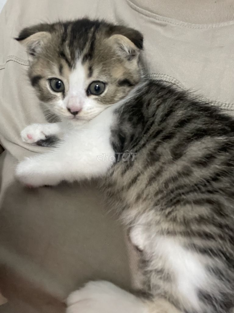 Scottish Fold tai cup