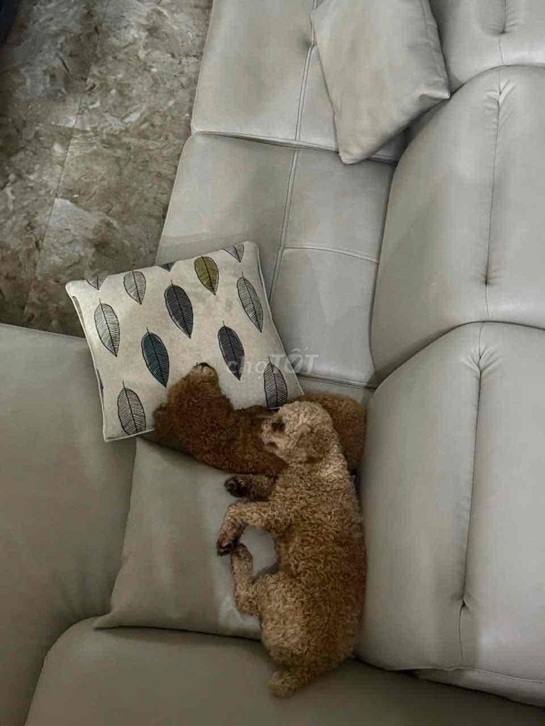 Chó Poodle nâu vàng 1 tuổi. Mua bán Chó tại Quận Hải Châu Đà Nẵng được đăng bởi Vân Khánh hình 2