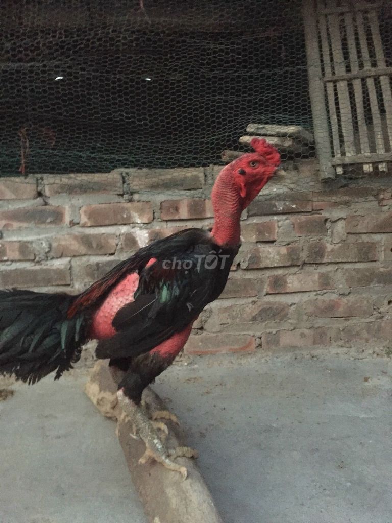 Cần bán 2 đúc đực + mái !