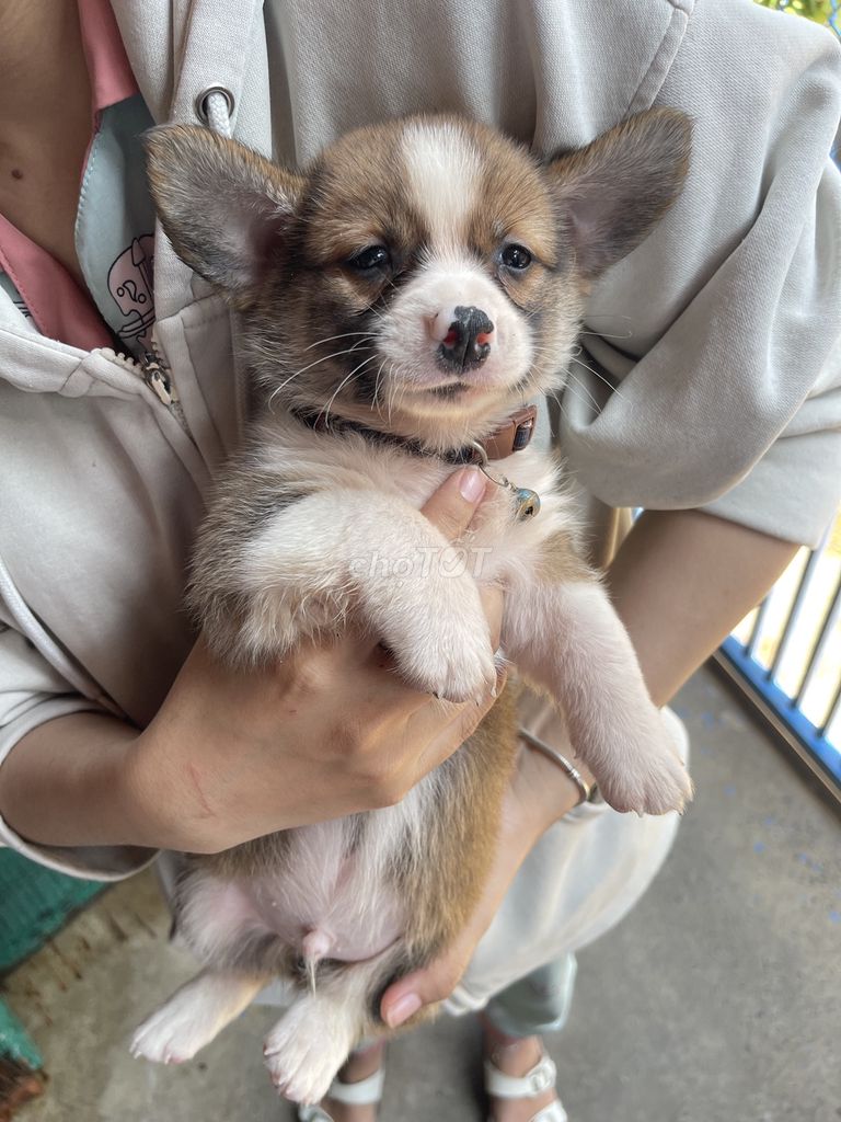 Chó Corgi con. Mua bán Chó tại Thành phố Thủ Đức Tp Hồ Chí Minh được đăng bởi Trương Lầm hình 1