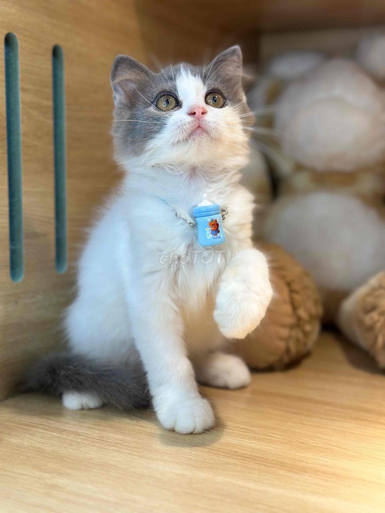 Mèo Bicolor siu xinh. Mua bán Mèo tại Quận Ninh Kiều Cần Thơ được đăng bởi Bu pets hình 1