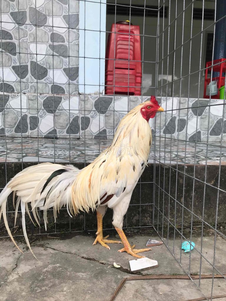 ga bướm 2kg6 trang 2kg7