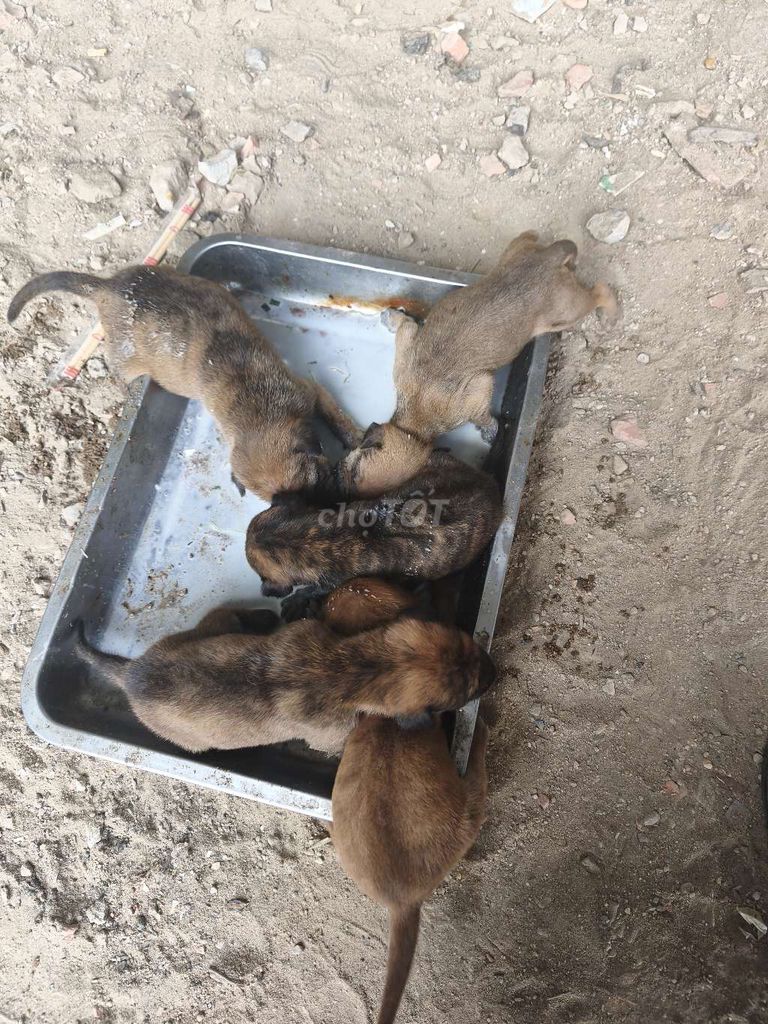 Chó Phú Quốc Nâu con. Mua bán Chó tại Thành phố Thủ Đức Tp Hồ Chí Minh được đăng bởi Tiến Nguyễn hình 1