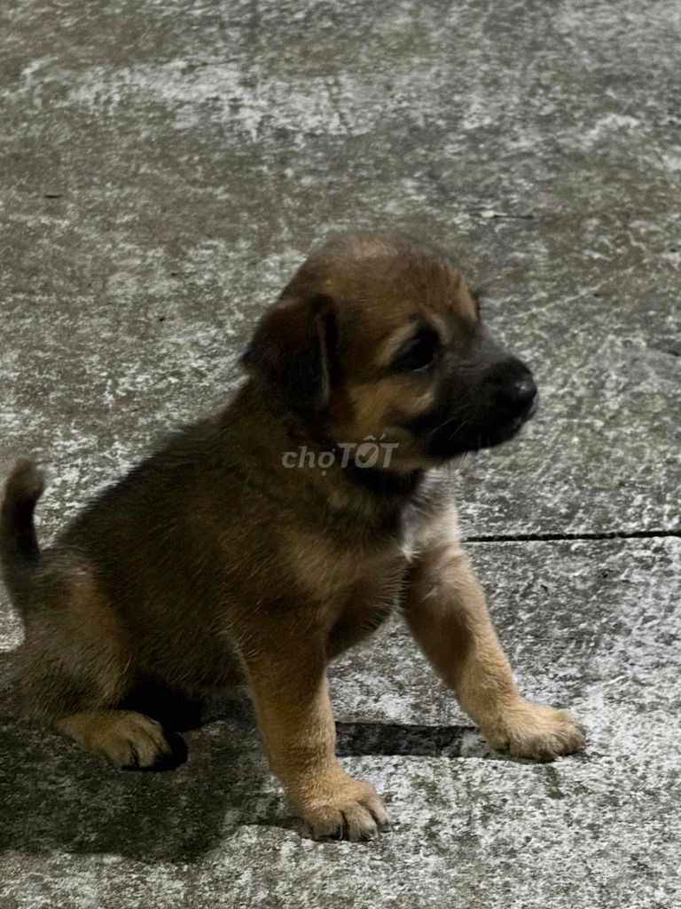 Chó ta con Nâu móng đeo 2 chân sau. Mua bán Chó tại Thành phố Trà Vinh Trà Vinh được đăng bởi bo  hình 1