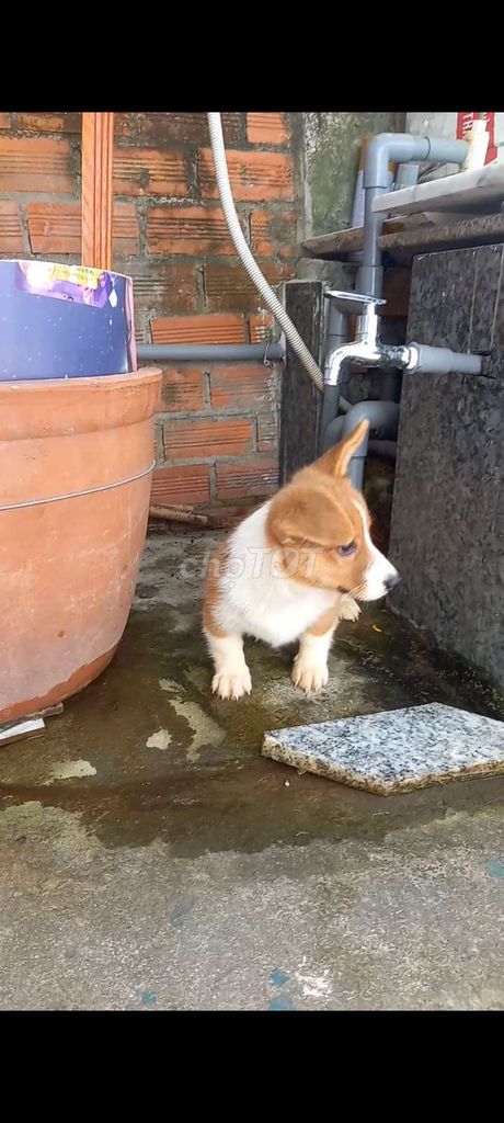 Bán chó con  corgi 3 tháng tuổi thuần chủng