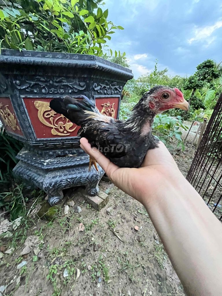 Trống tơ mã chuối. Mua bán Gà tại Huyện Sóc Sơn Hà Nội được đăng bởi TranNam hình 1