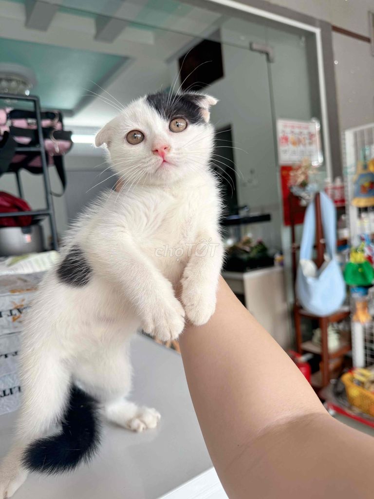 Mèo tai cụp cái 2 tháng. Mua bán Mèo tại Thành phố Rạch Giá Kiên Giang được đăng bởi Bông Petshop Rạch giá hình 1