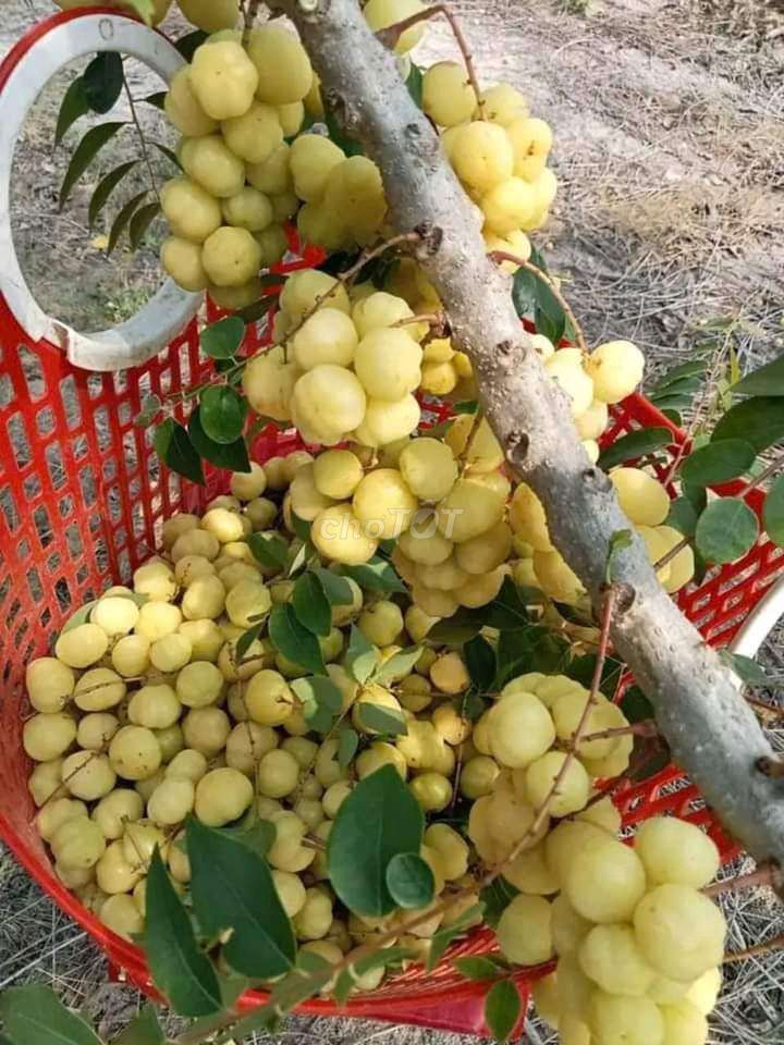 chùm ruột chua trái tươi,giá bán 1kg